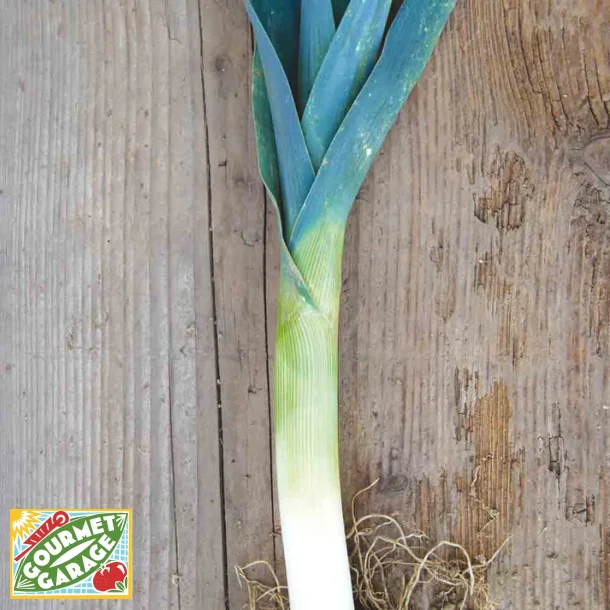 Purjol�k SAINT VICTOR - Ekologiska fr�er