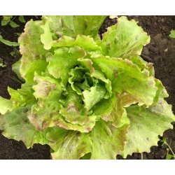 Bataviasallat Maravilla de verano Canasta - STORPACK