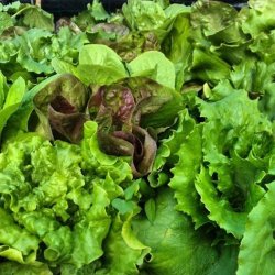 Mixsallat Misticanza di lattughe - STORPACK