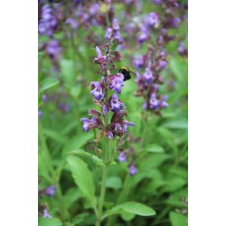 KRYDDSALVIA (Salvia officinale)