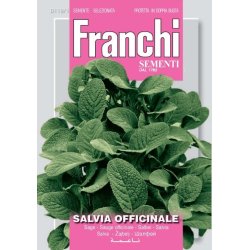 KRYDDSALVIA (Salvia officinale)