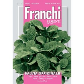 KRYDDSALVIA (Salvia officinale)