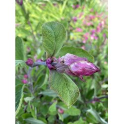 KRYDDSALVIA (Salvia officinale)