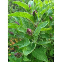 KRYDDSALVIA (Salvia officinale)