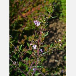 Kyndel (Santoreggia) 