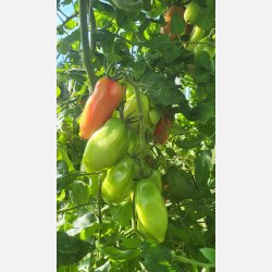 Tomat SCATOLONE (Franchi)