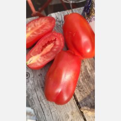 Tomat SCATOLONE (Franchi)