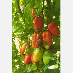 Tomat SCATOLONE (Franchi)