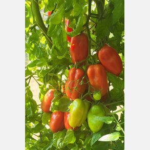 Tomat SCATOLONE (Franchi)