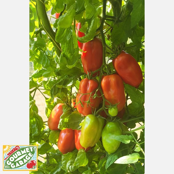 Tomat SCATOLONE (Franchi)