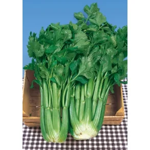 Stj�lkselleri D'ELNE