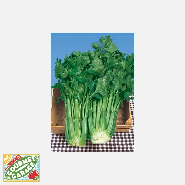 Stj�lkselleri D'ELNE