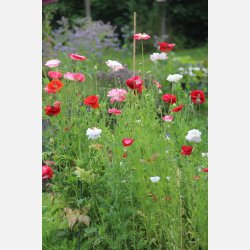 Vallmo Shirley multicolor 