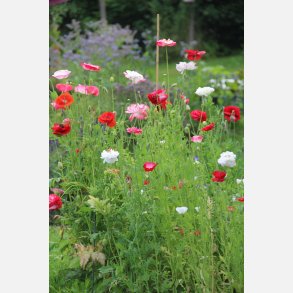 Vallmo Shirley multicolor 