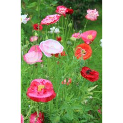 Vallmo Shirley multicolor 