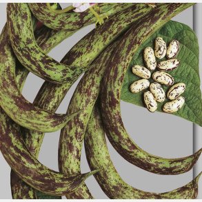 St�rb�na SIGNORA DELLA CAMPAGNA