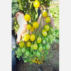 Tomat SLIVOWIDNIJ - Demeter- och ekologiskt certifierade fr�er