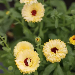 Ringblomma SNOW PRINCESS - ekologiska fr�er