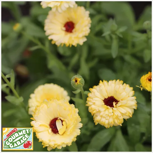 Ringblomma SNOW PRINCESS - ekologiska fr�er