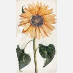 Solros G�ANT - Ekologiska fr�er