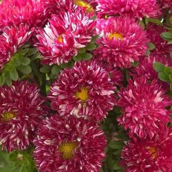 Sommaraster REINE MARGUERITE MATSUMOTO RED STRIPE DAISY QUEEN - Ekologiska fr�er