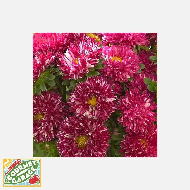 Sommaraster REINE MARGUERITE MATSUMOTO RED STRIPE DAISY QUEEN - Ekologiska fr�er