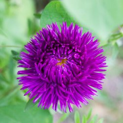 Sommaraster G�ANTE DE CALIFORNIE - Ekologiska fr�er