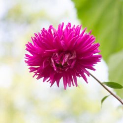 Sommaraster G�ANTE DE CALIFORNIE - Ekologiska fr�er