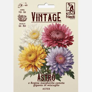 Sommaraster - ASTRO O REGINA MARGHERITA COMETA GIGANTE IN MISCUGLIO (Franchi)