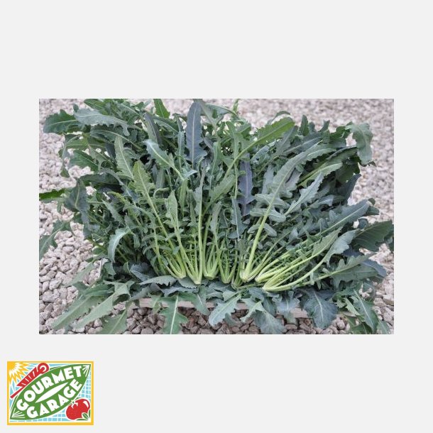 Broccolo Fiolaro di Creazzo 