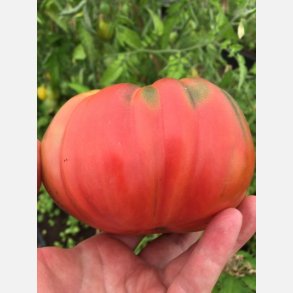 Tomat DI SORRENTO (Sorent) 