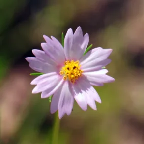 Rosenskra Southwestern cosmos - ekologiska frer