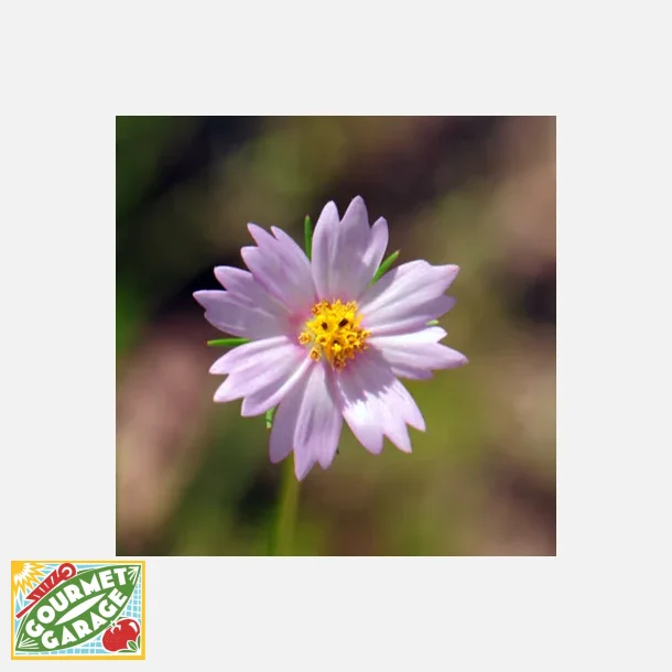 Rosenskra Southwestern cosmos - ekologiska frer