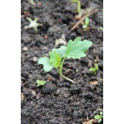 Cavolo broccolo Spigariello (Minestra nera)  