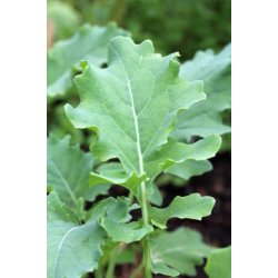 Cavolo broccolo Spigariello (Minestra nera)  