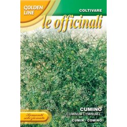SPISKUMMIN (Cumino Cuminum Cyminum L.)