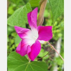 Purpurvinda SPLIT OF PERSONALITY - Ekologiska fr�er