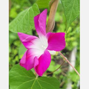 Purpurvinda SPLIT OF PERSONALITY - Ekologiska fr�er