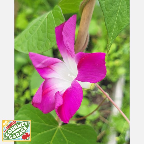 Purpurvinda SPLIT OF PERSONALITY - Ekologiska fr�er