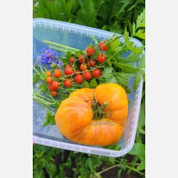 Tomat SUMMER CIDER - ekologiska fr�er