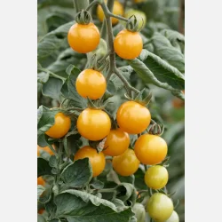 Tomat SUNVIVA - Demeter-certifierade fr�er - OPEN SOURCE SEEDS