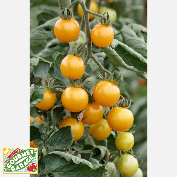 Tomat SUNVIVA - Demeter-certifierade fr�er - OPEN SOURCE SEEDS