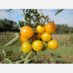 FRBOX - TOMATBOX FR UTOMHUSODLING 