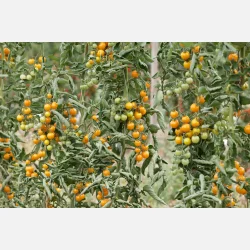 Tomat SUNVIVA - Demeter-certifierade fr�er - OPEN SOURCE SEEDS