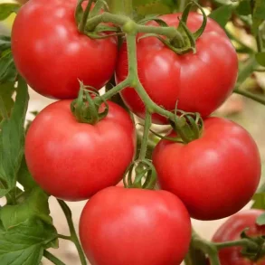 Tomat FAWORYT RASPBERRY - Ekologiska fr�er