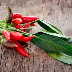 Chilipeppar Tabasco - Ekologiska fr�er