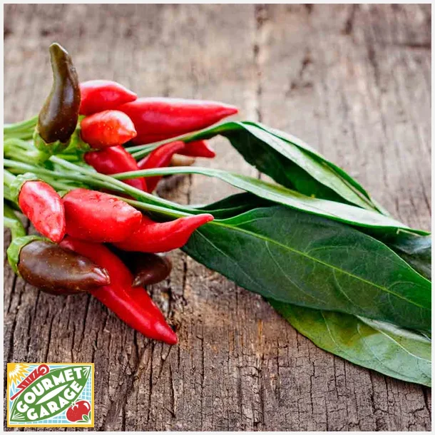 Chilipeppar Tabasco - Ekologiska fr�er