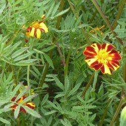 Tagetes �illet d�Inde Double Pinwheel - Ekologiska fr�er