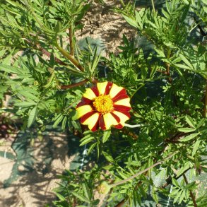 Tagetes �illet d�Inde Double Pinwheel - Ekologiska fr�er