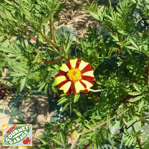 Tagetes �illet d�Inde Double Pinwheel - Ekologiska fr�er
